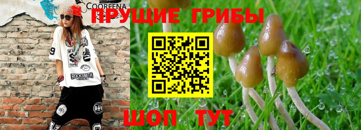 Луга  Псилоцибиновые грибы MAGIC MUSHROOMS  Вход с VPN 